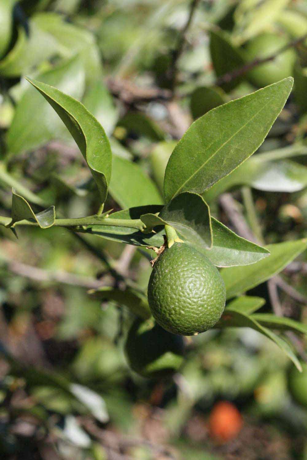              Sun leaves (Riverside, CA)       